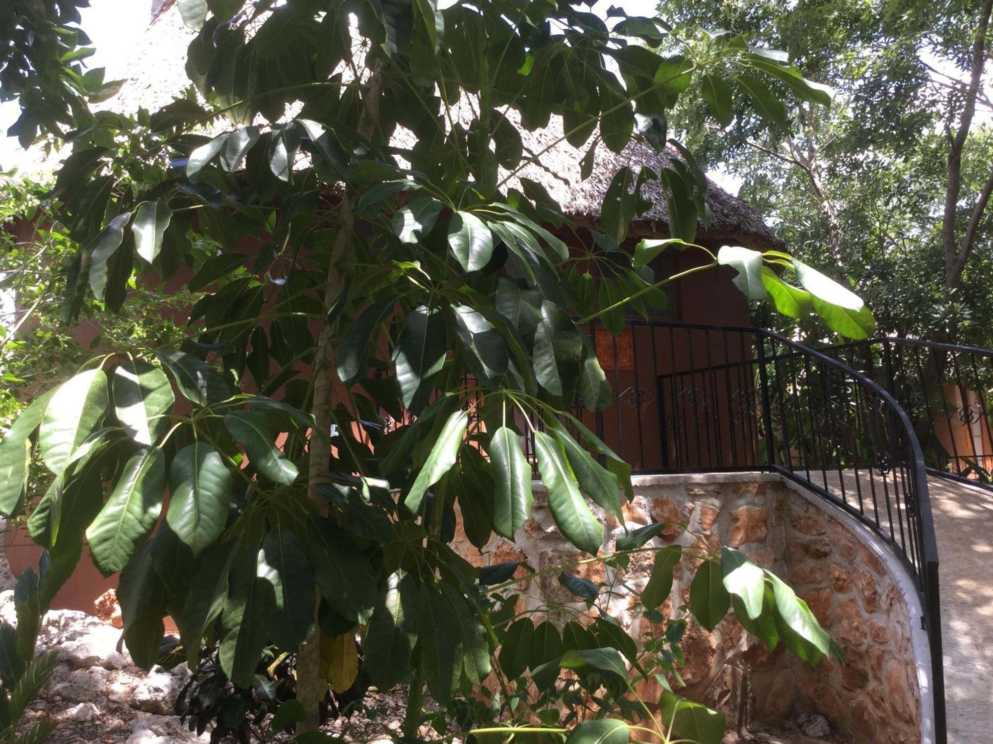 The Pickled Onion B&B And Restaurant Uxmal Santa Elena Room photo